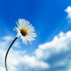 sky-flower.jpeg