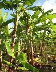 pohon pisang dan tunasnya